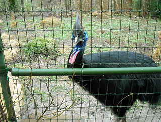 Cassowary behind woven wire mesh