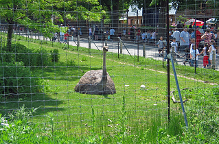 deer ostrich fencing sold by Louis Page